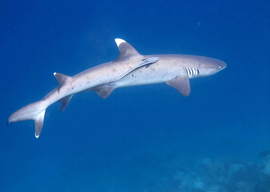 IMG_0984rfn_Maldives_Madoogali_House reef_Requin corail ou Aileron blanc du lagon_Triaenodon obesus.jpg